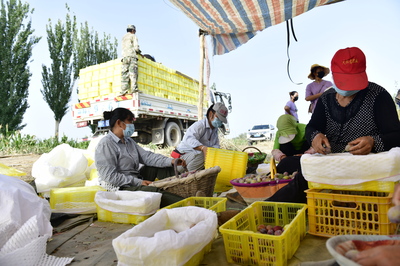 十三团:疫情无情人有情 社员齐心售西梅